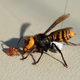 One of the Asian giant hornets captured by entomologists from the Washington State Department of Agriculture this week. The dental floss used to outfit them with a radio tracker can be seen on the hornet’s underside.